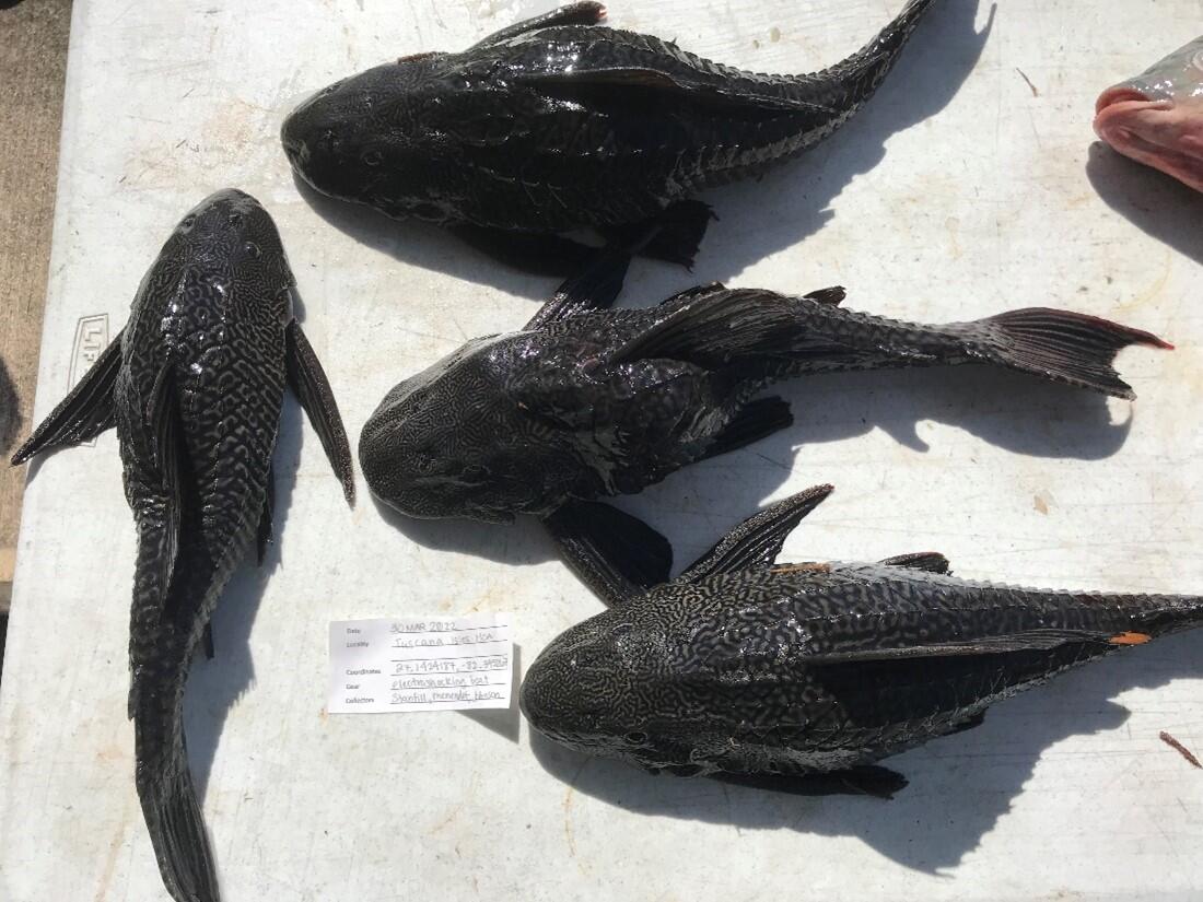 Suckermouth catfish.jpg | U.S. Geological Survey